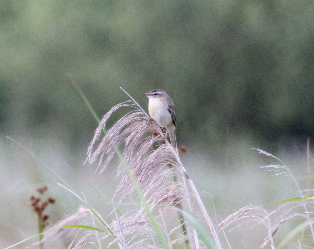 Sedge Warbler - ML621140793