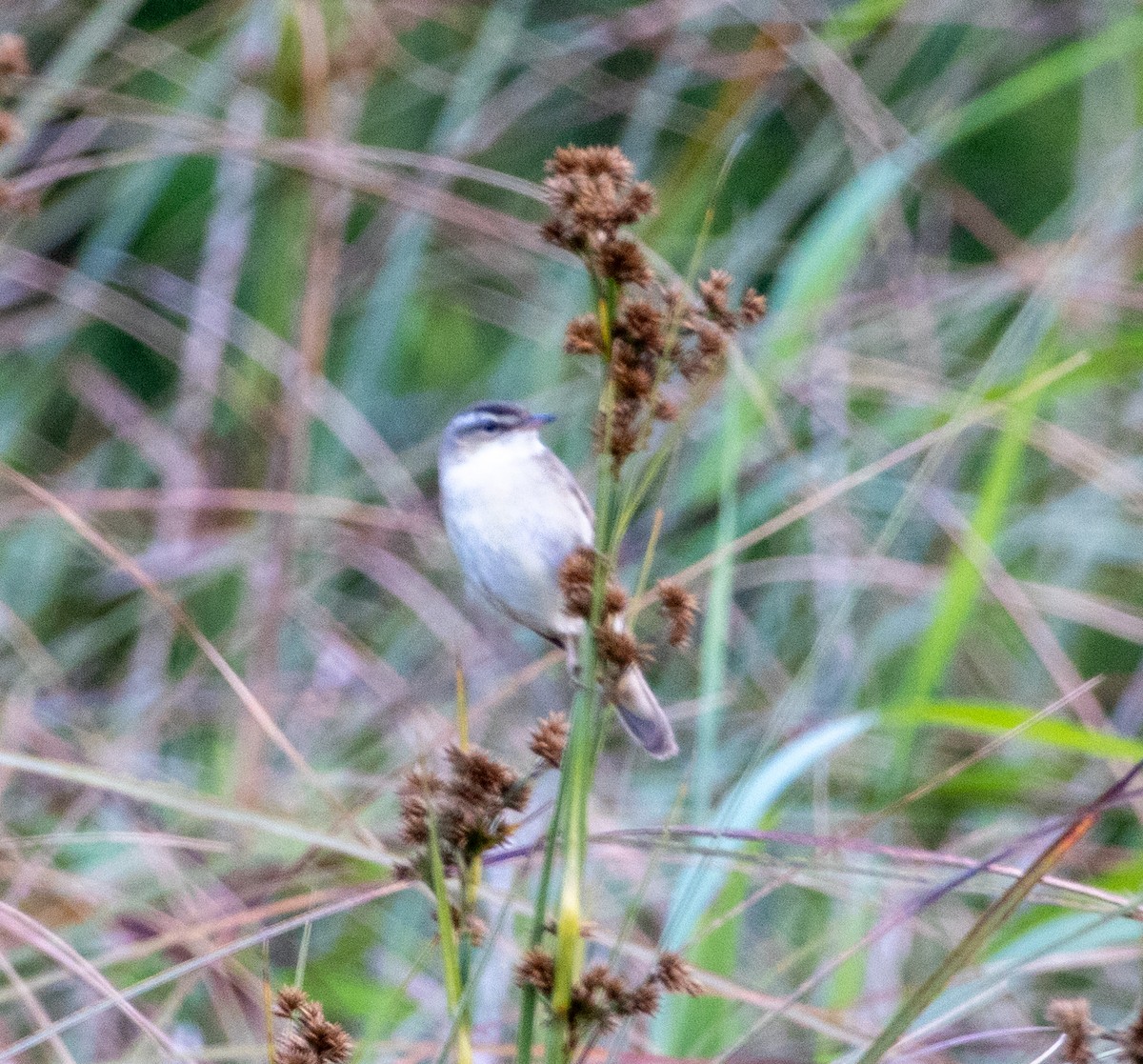 Sedge Warbler - ML621140794