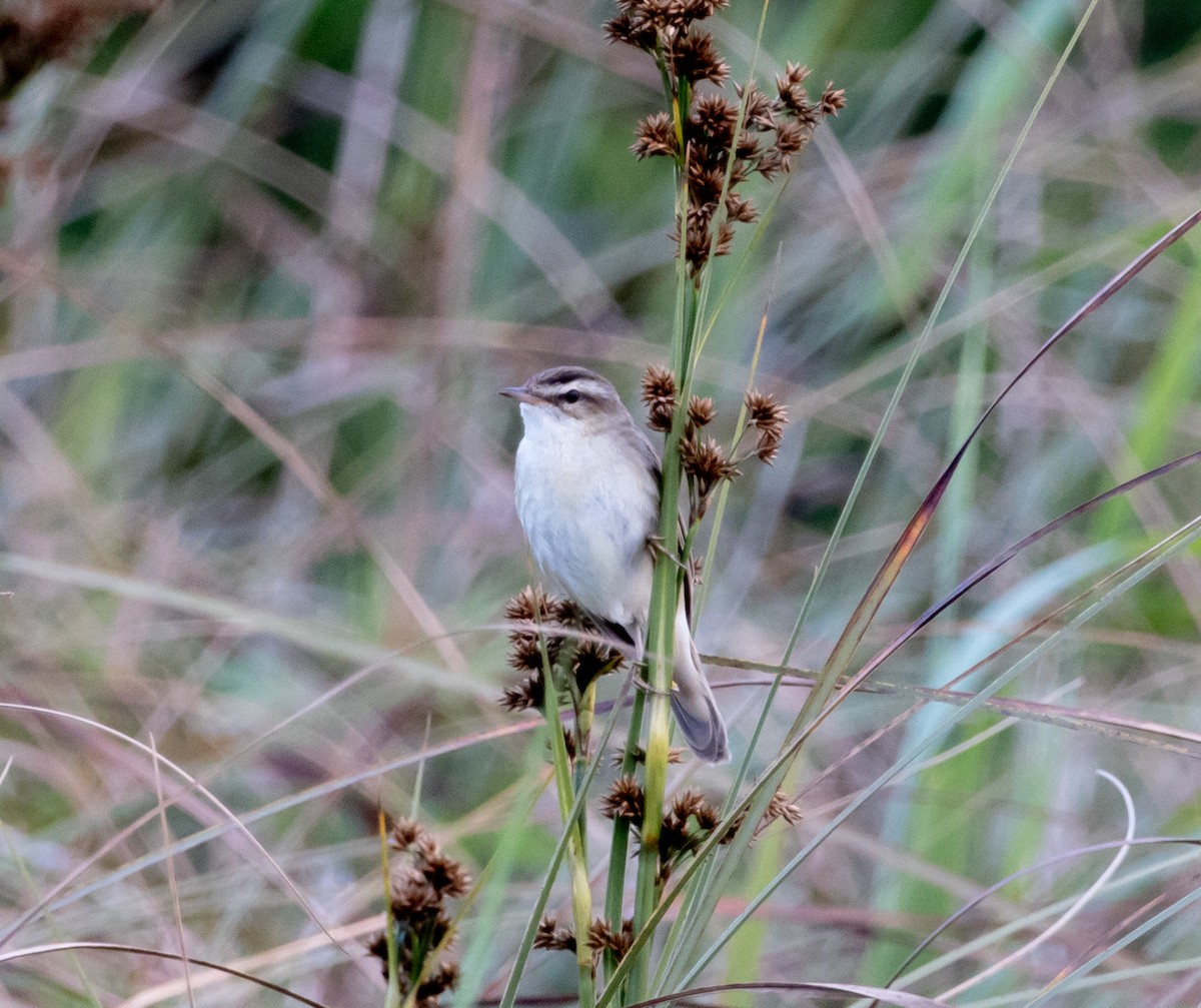 Sedge Warbler - ML621140795