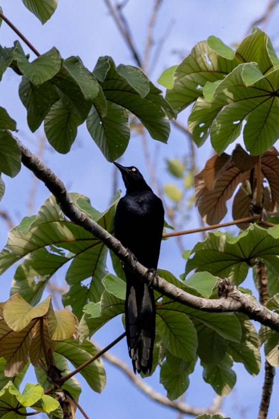 Great-tailed Grackle - ML621140822