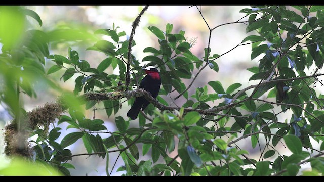 White-capped Tanager - ML621140838