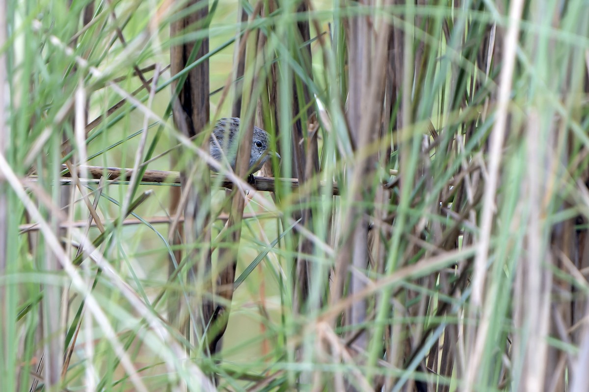 Swamp Grass Babbler - ML621140849