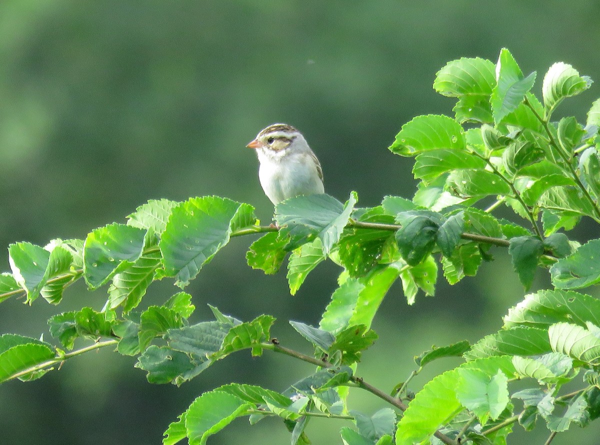 Clay-colored Sparrow - ML621140856