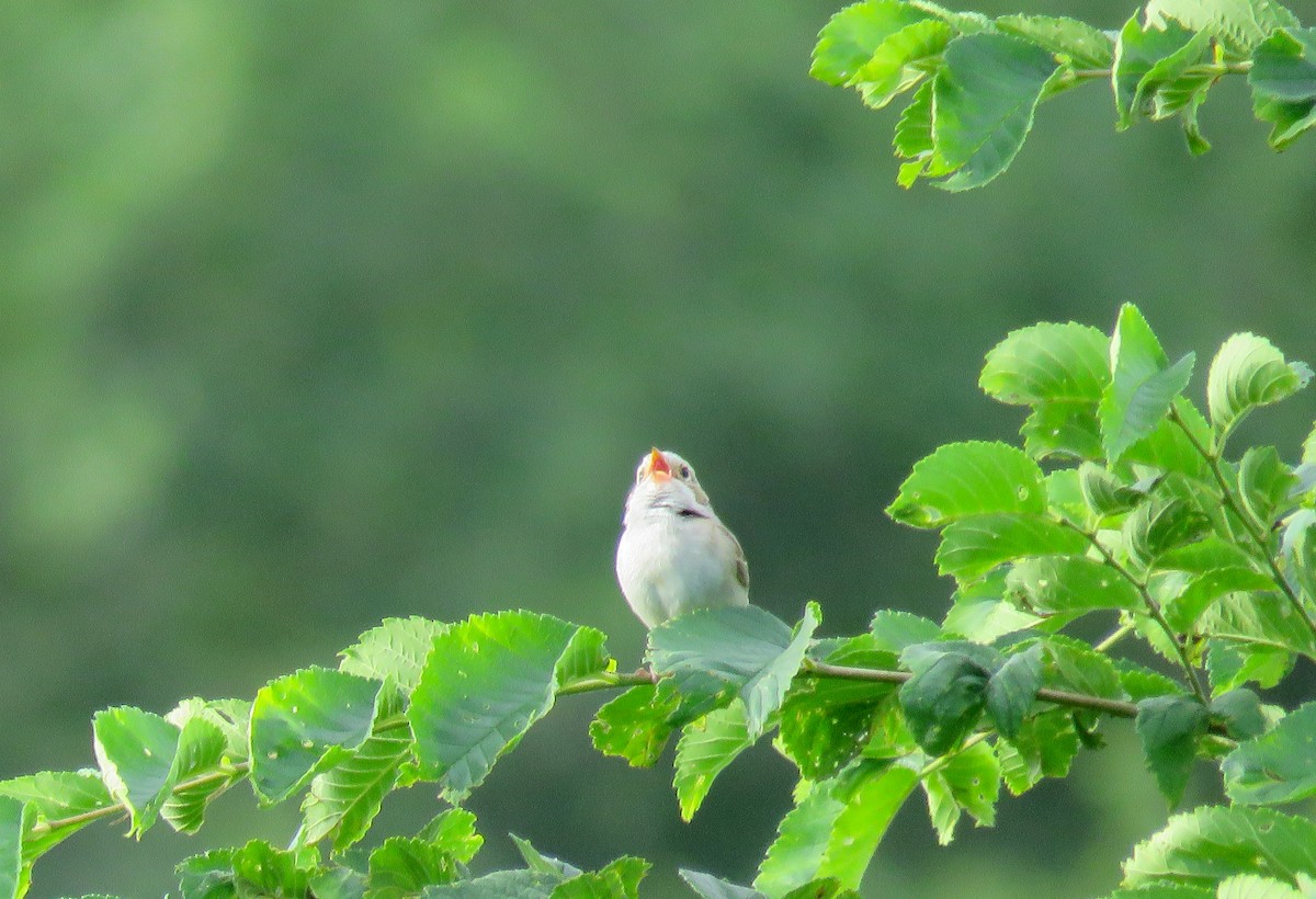Clay-colored Sparrow - ML621140857