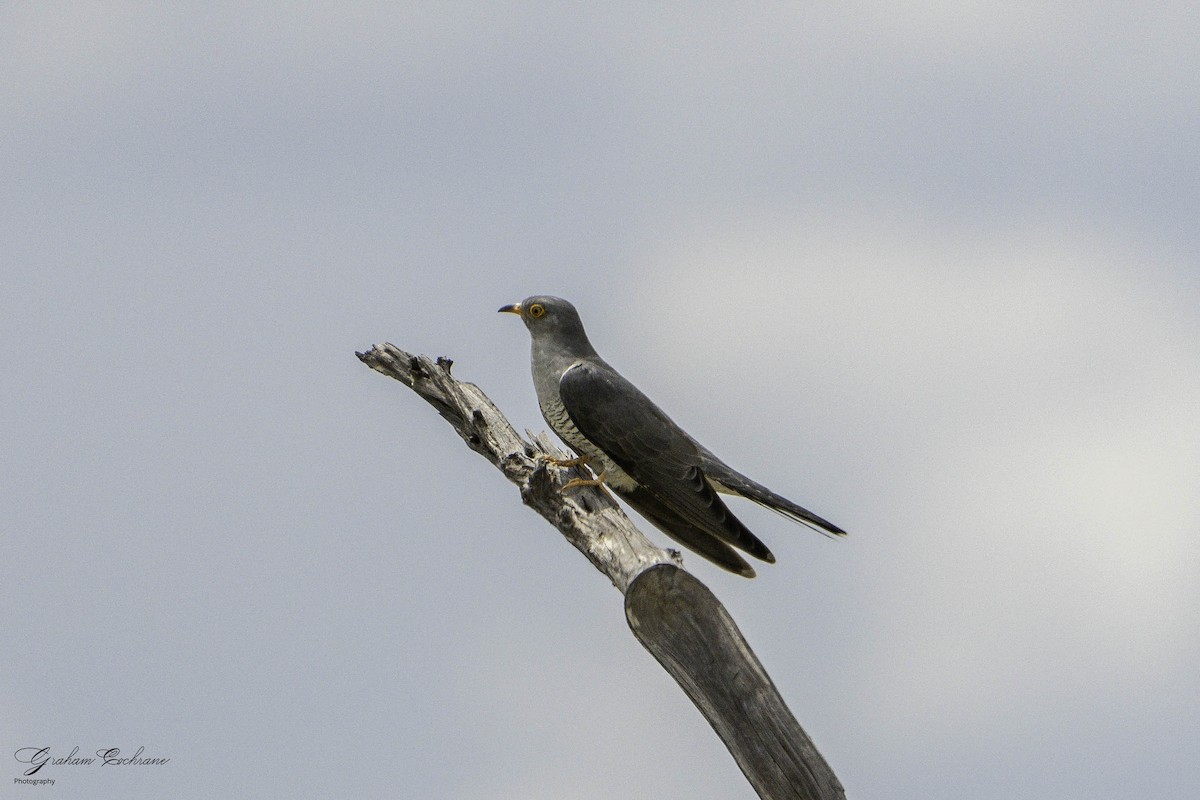 African Cuckoo - ML621140869