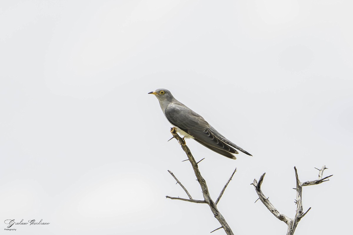 African Cuckoo - graham cochrane