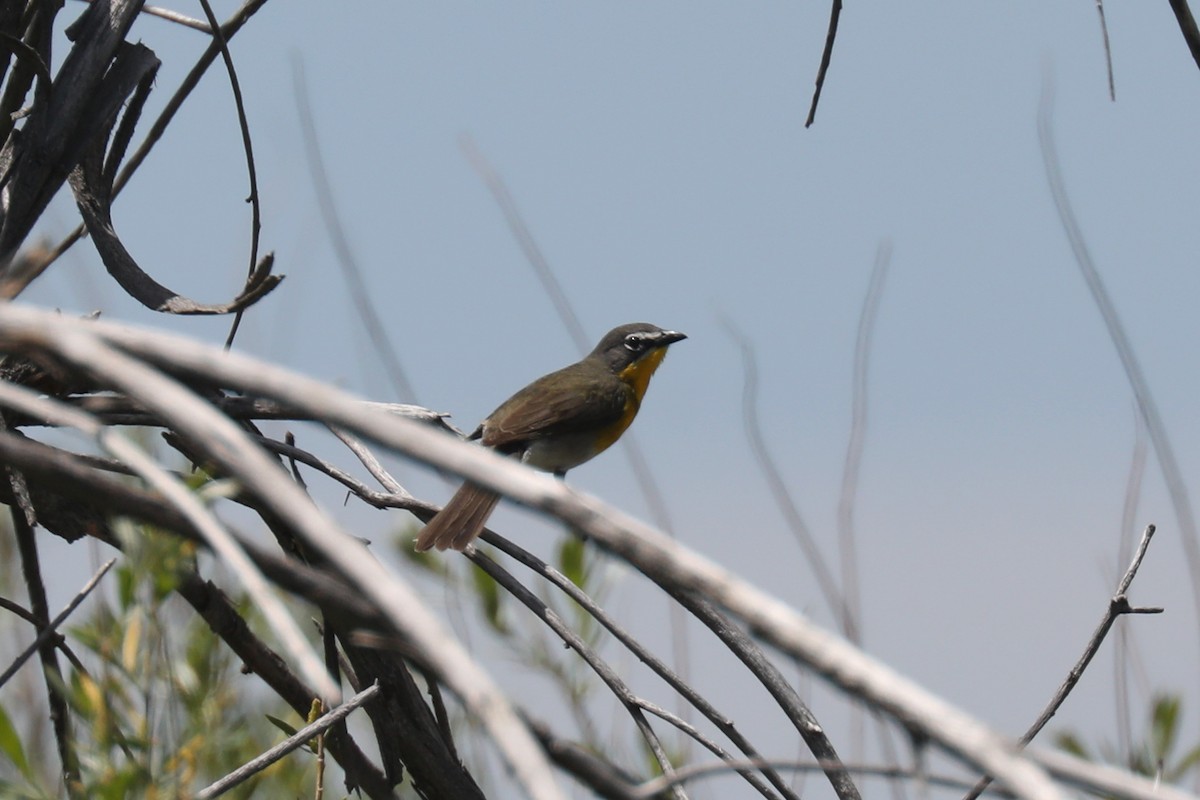 Yellow-breasted Chat - ML621140875