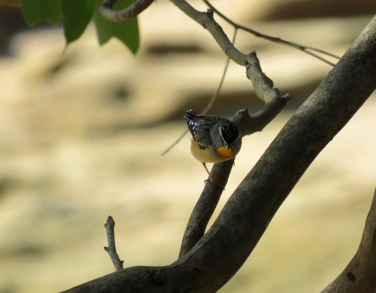 Spotted Pardalote - ML621140925