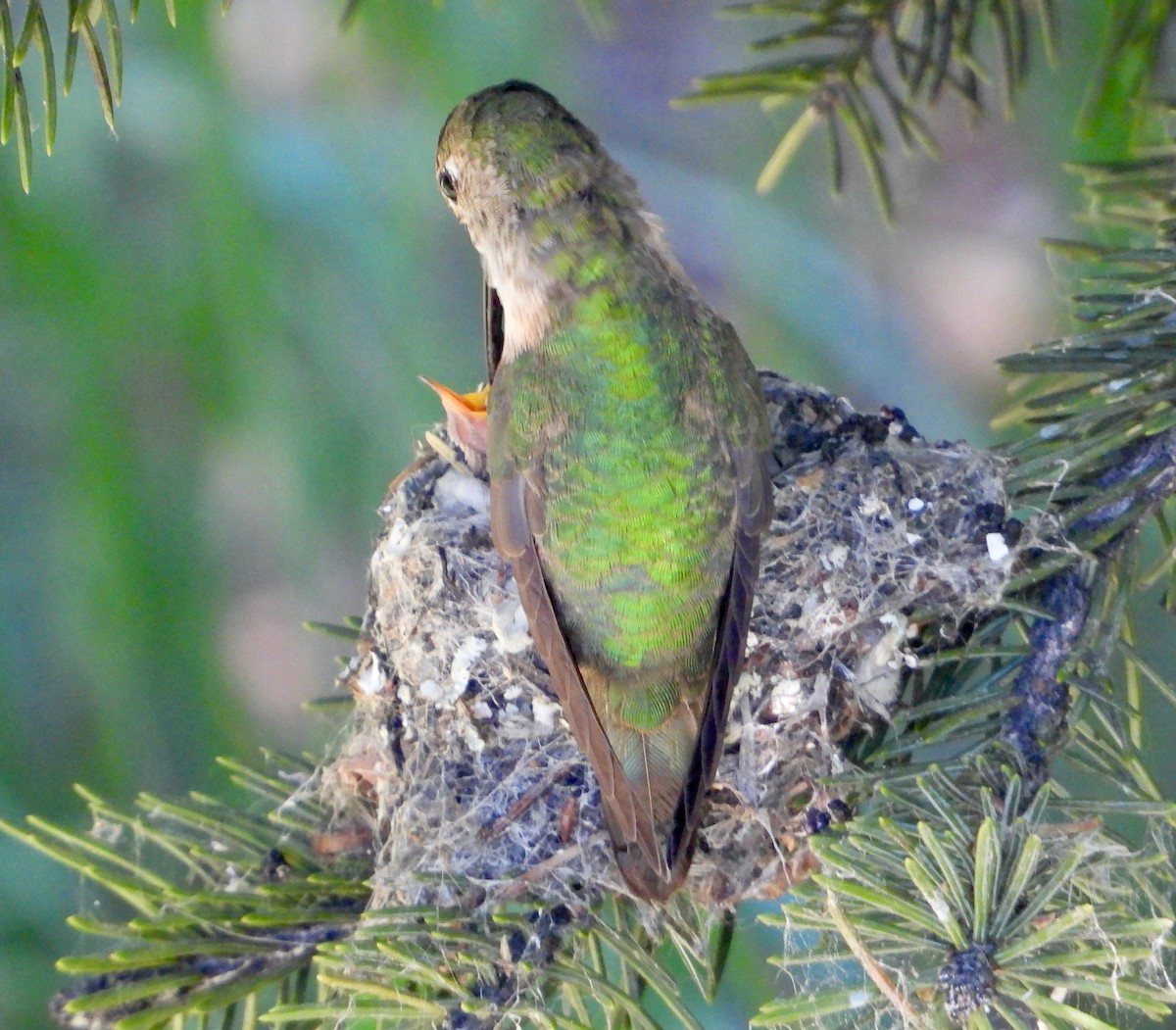 Broad-tailed Hummingbird - ML621140944