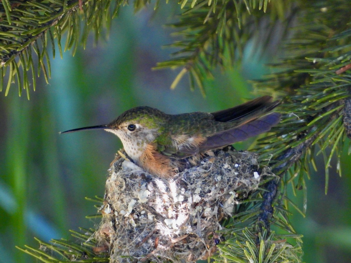 Broad-tailed Hummingbird - ML621140946