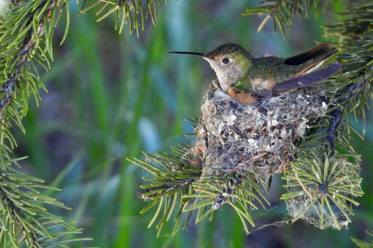 Broad-tailed Hummingbird - ML621140949