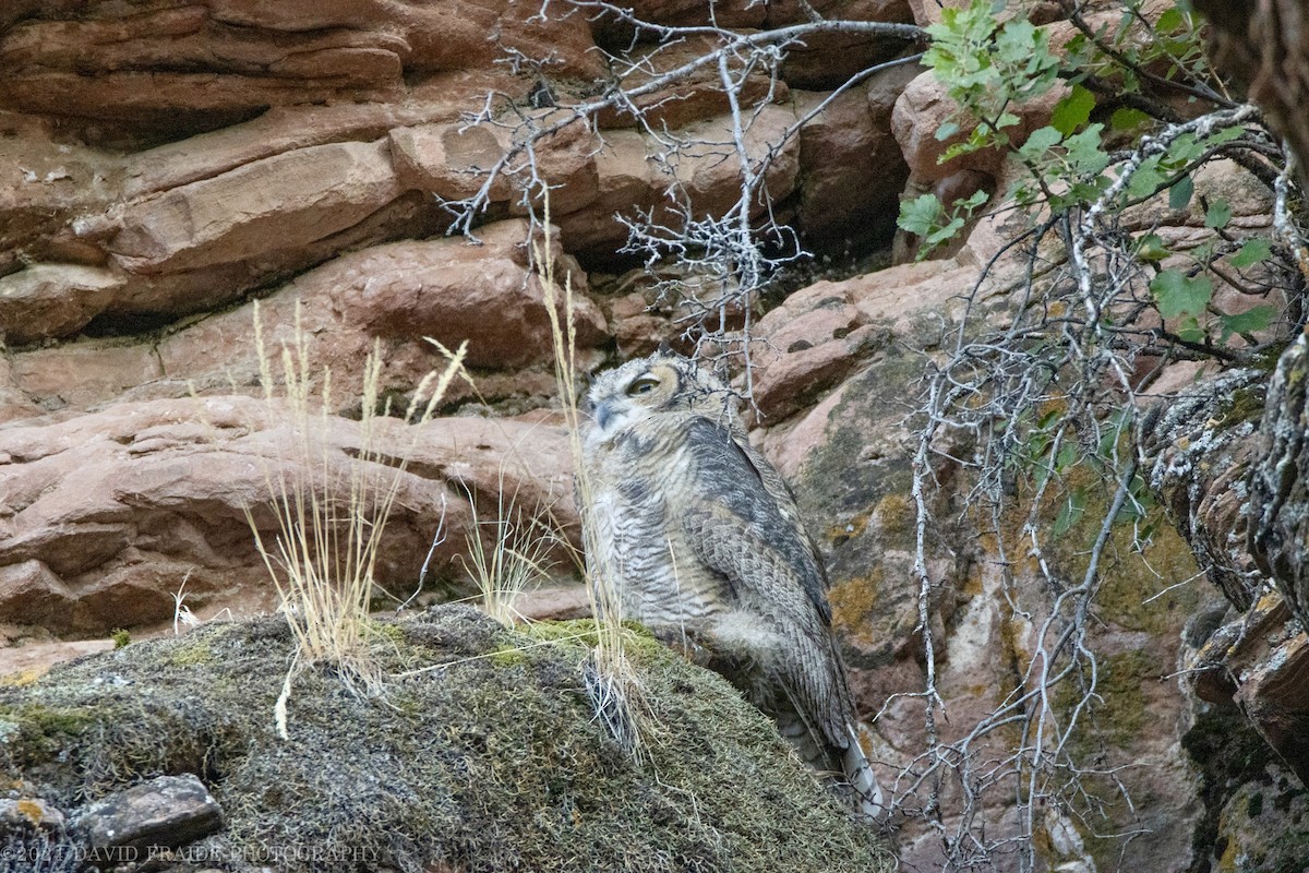 Great Horned Owl - ML621140954