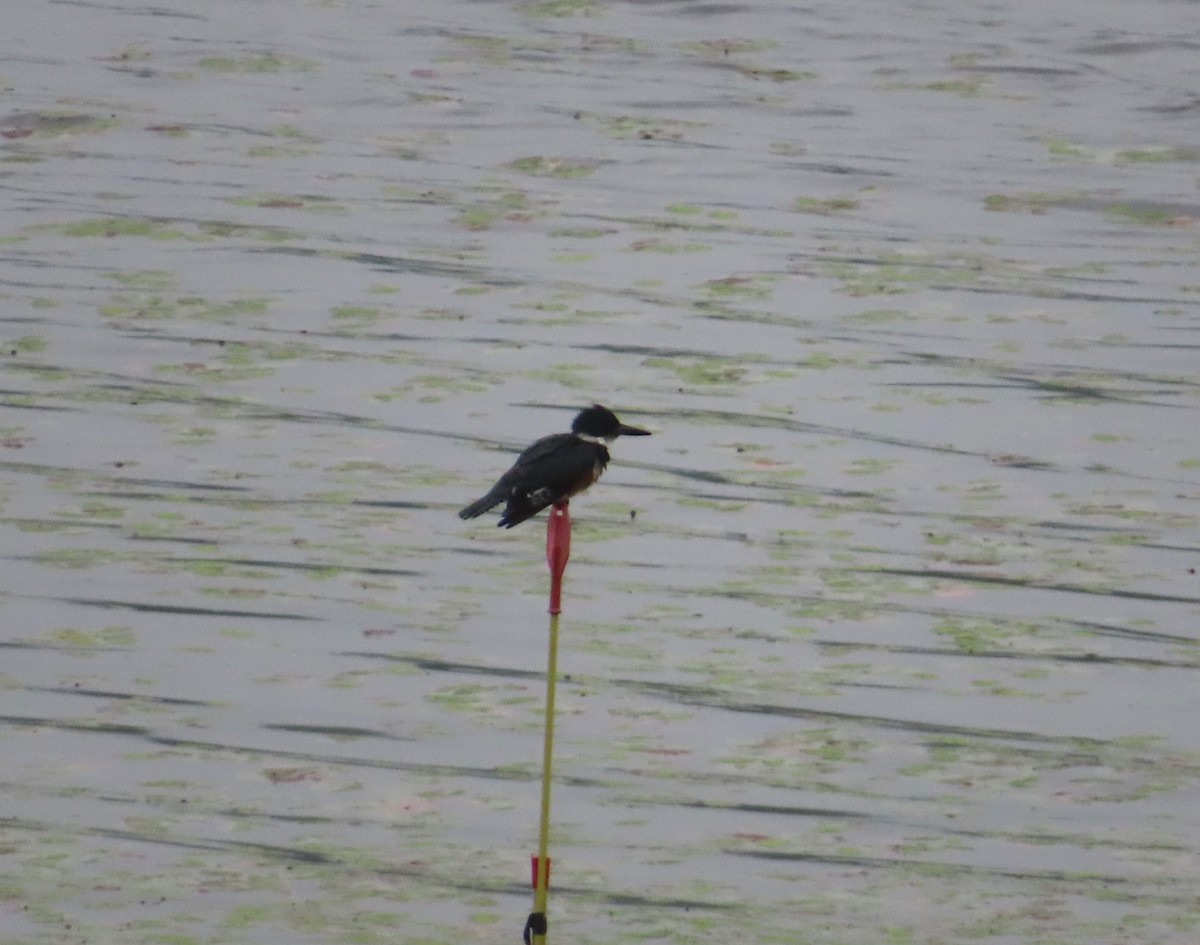 Belted Kingfisher - ML621140965