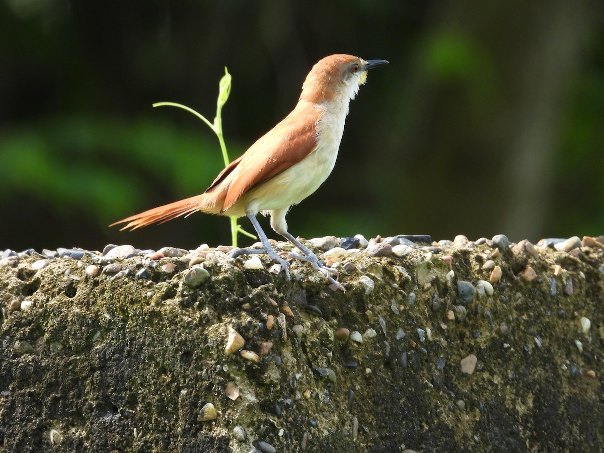 Yellow-chinned Spinetail - ML621140989