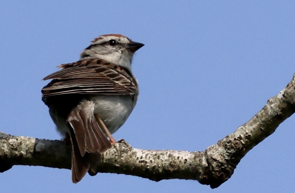 Chipping Sparrow - ML621140992