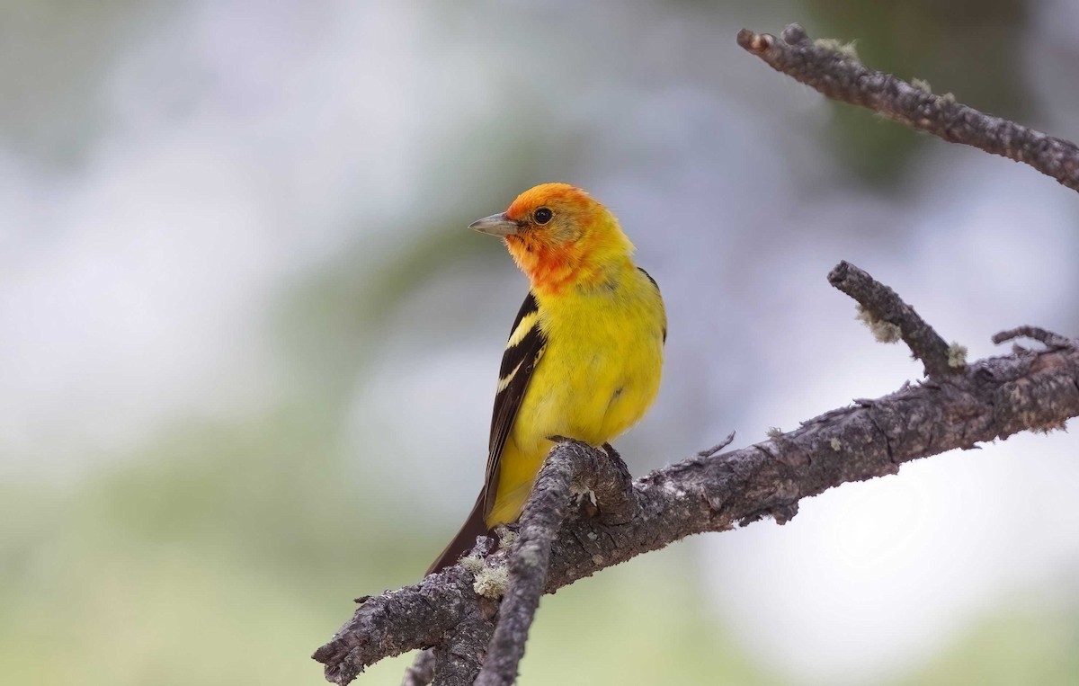 Western Tanager - ML621141004