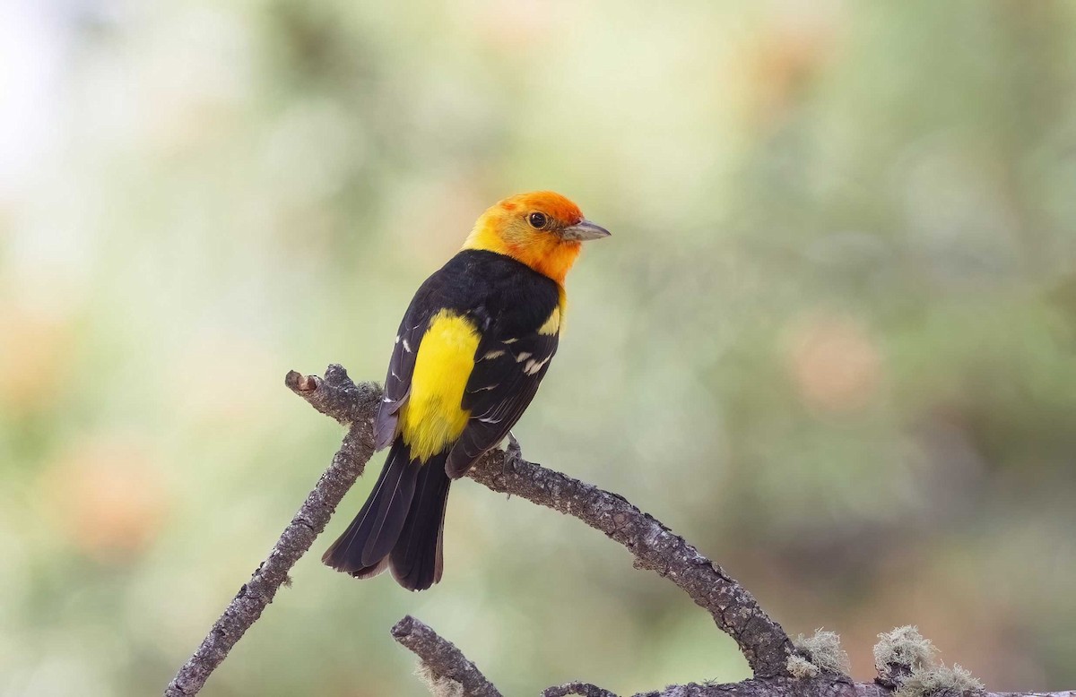 Western Tanager - ML621141005