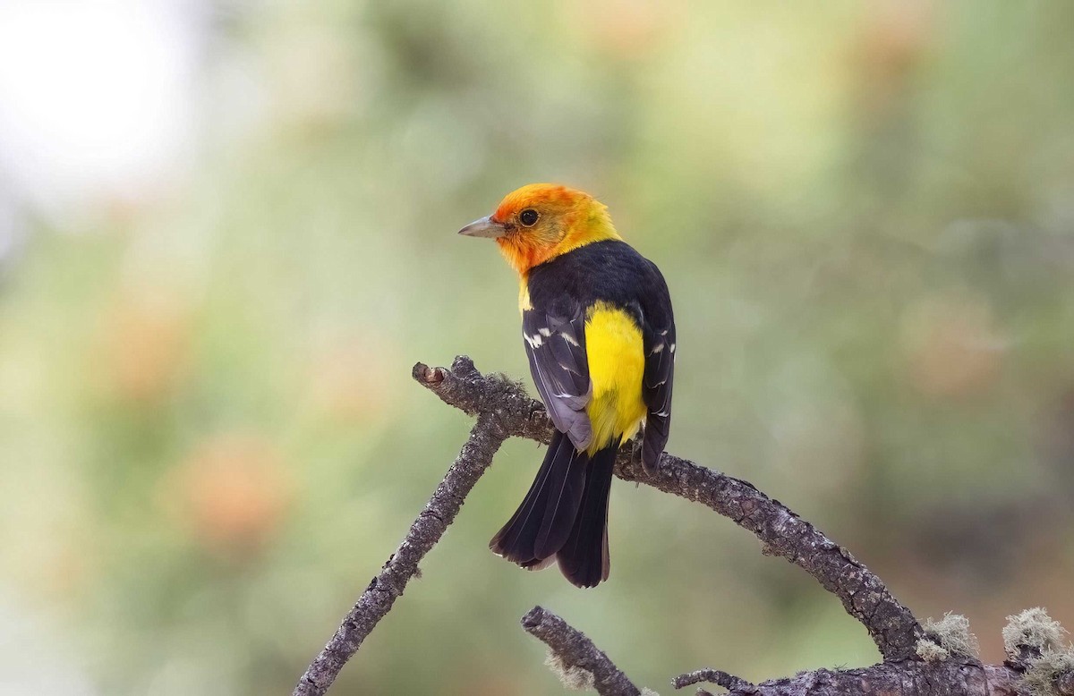 Western Tanager - ML621141006