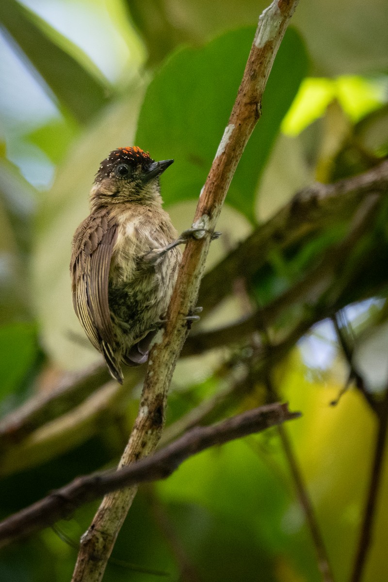 Olivaceous Piculet - ML621141025