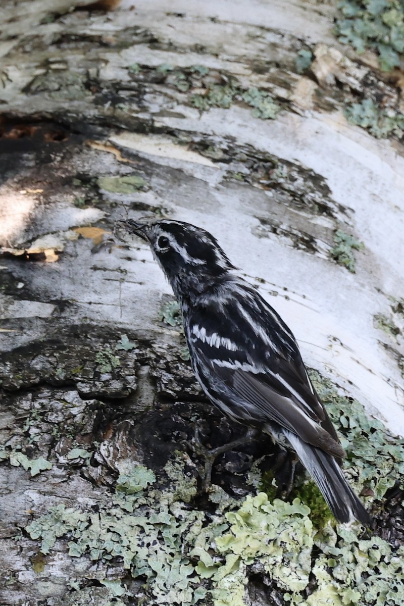 Black-and-white Warbler - ML621141075
