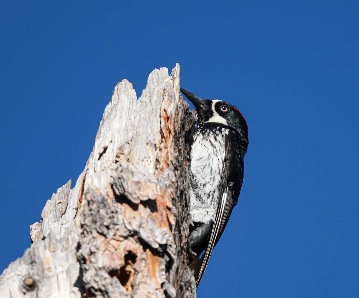Acorn Woodpecker - ML621141171