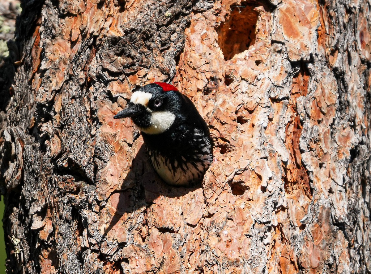 Acorn Woodpecker - ML621141173