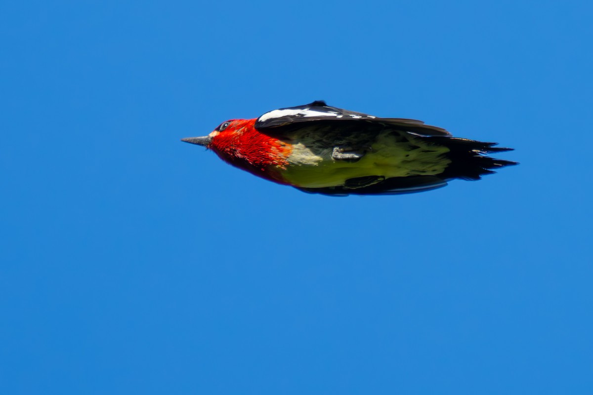 Red-breasted Sapsucker - ML621141187