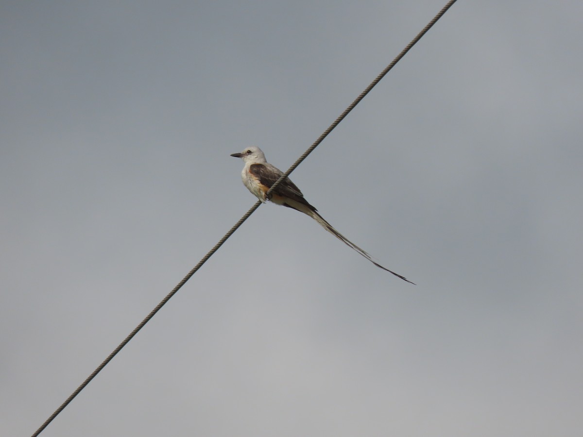 Scissor-tailed Flycatcher - ML621141189