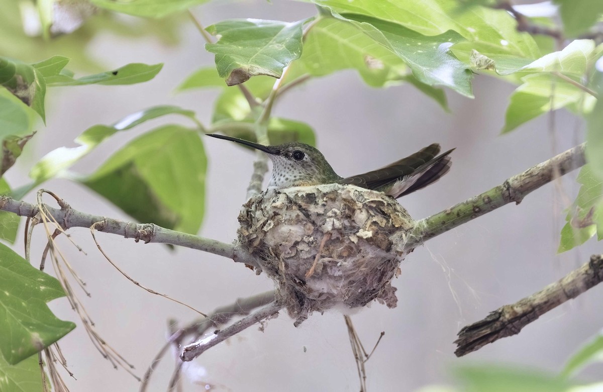 Broad-tailed Hummingbird - ML621141192