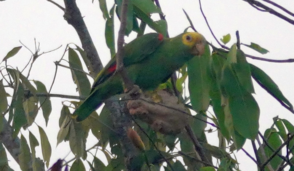 Yellow-headed Parrot (Mainland) - ML621141193
