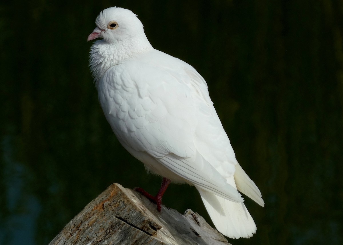 Сизый голубь (Одомашненного типа) - ML621141227