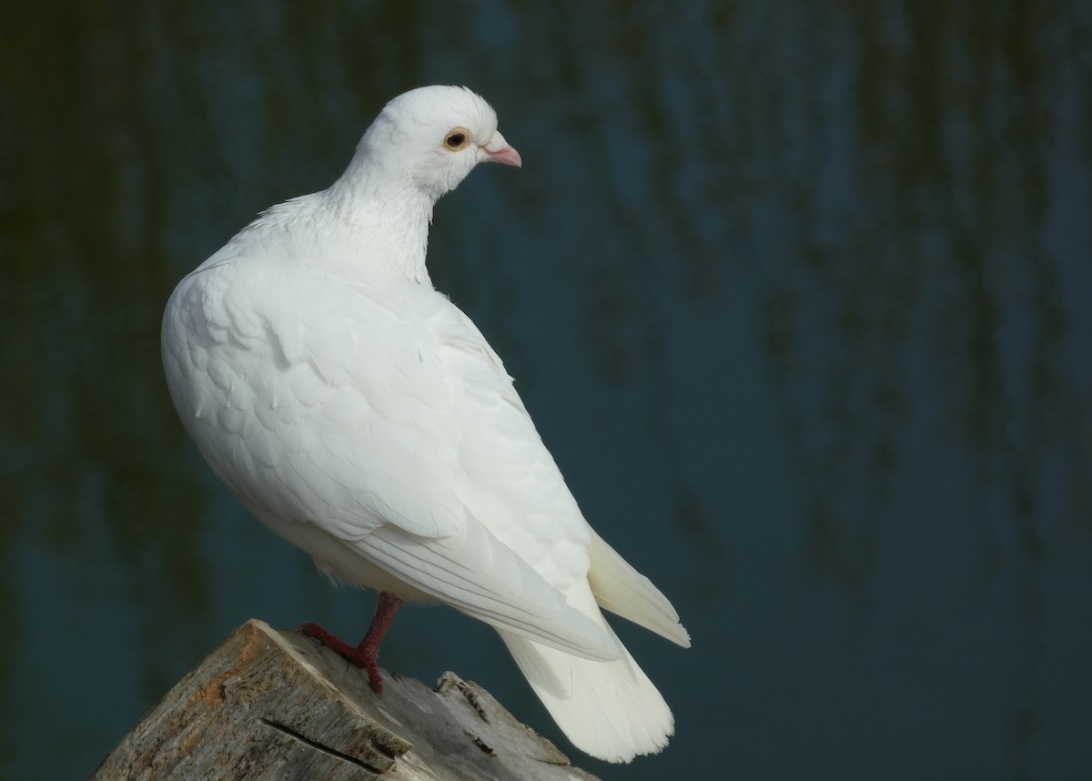 Сизый голубь (Одомашненного типа) - ML621141228