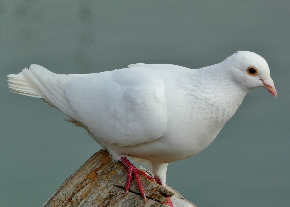 Rock Pigeon (Feral Pigeon) - ML621141229