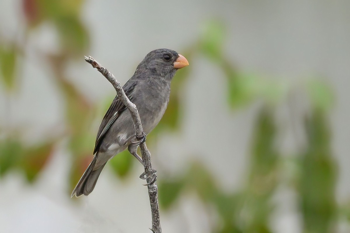 Gray Seedeater - ML621141242