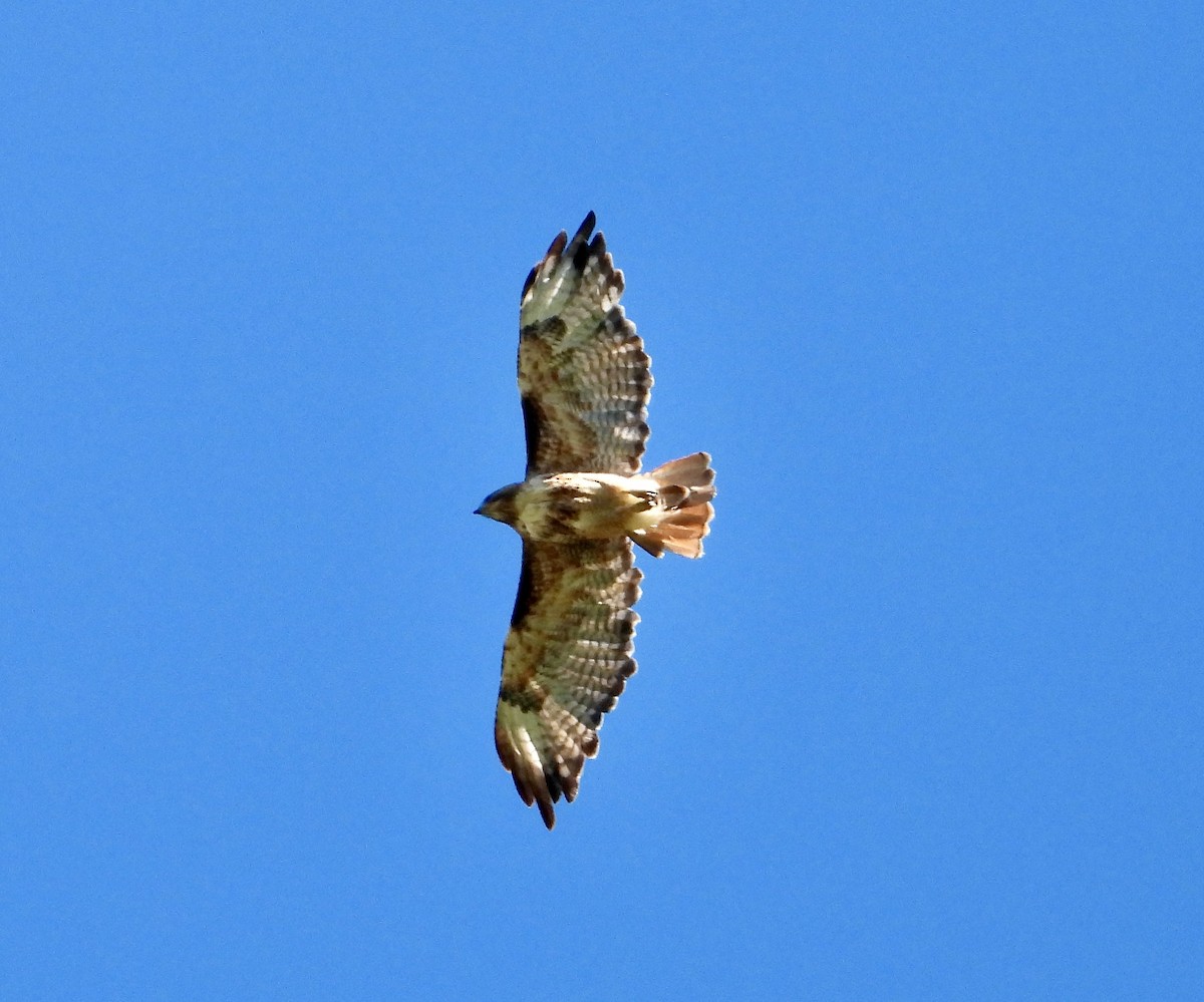 Red-tailed Hawk - ML621141243