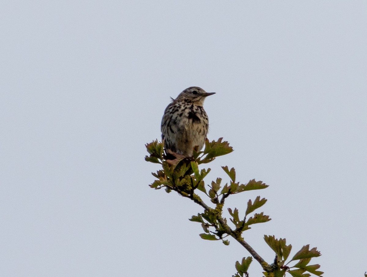 Meadow Pipit - Greg Harrington