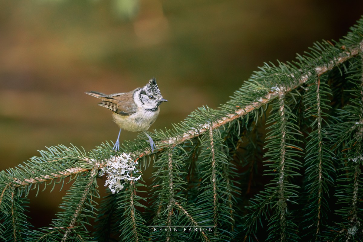 Crested Tit - ML621141262