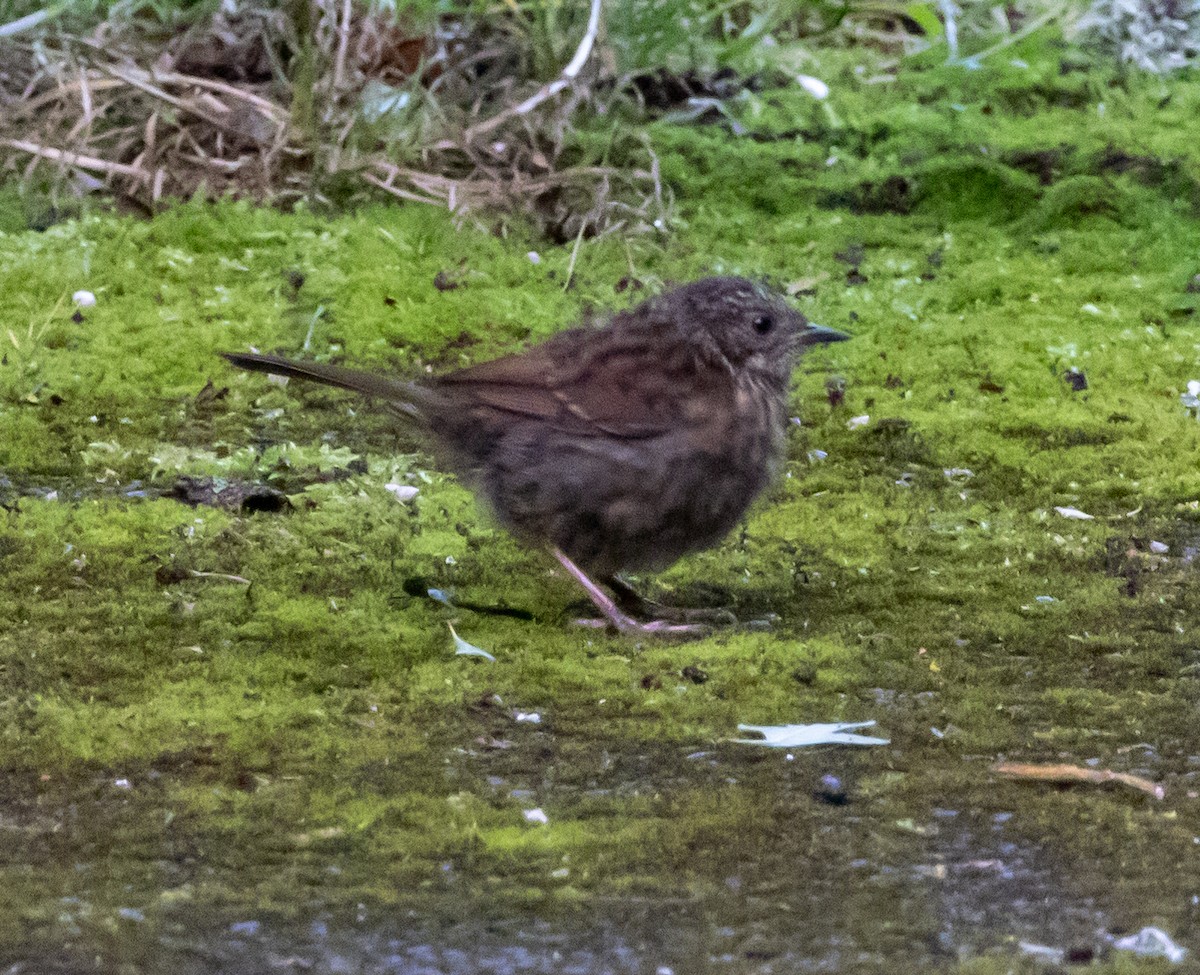 Dunnock - ML621141266