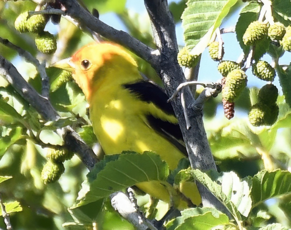 Western Tanager - ML621141268