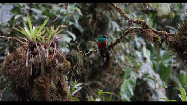 Golden-headed Quetzal - ML621141282