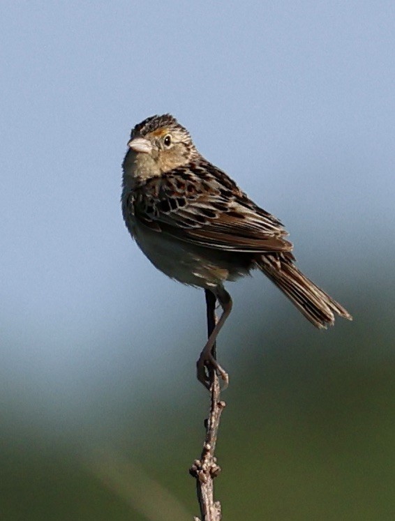 Grasshopper Sparrow - ML621141306