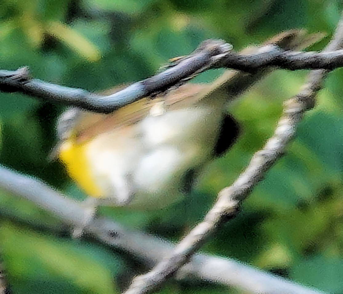 Yellow-breasted Chat - ML621141315