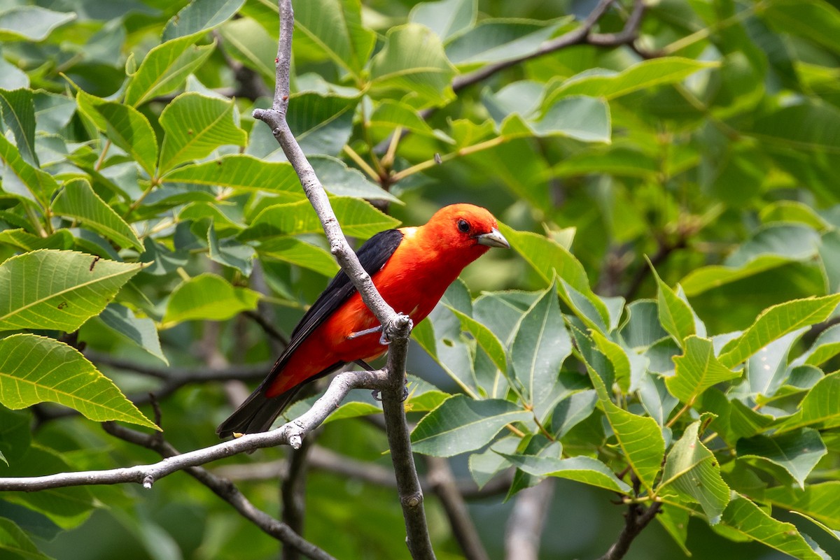 Scarlet Tanager - ML621141317
