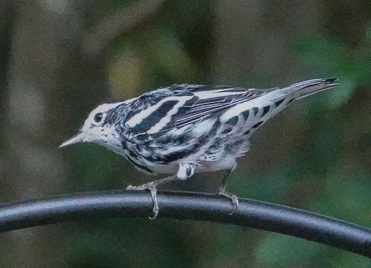 Black-and-white Warbler - ML621141320