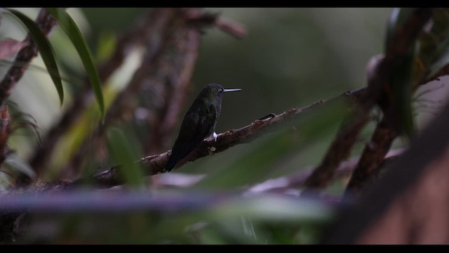 kolibřík zelenkavý - ML621141329