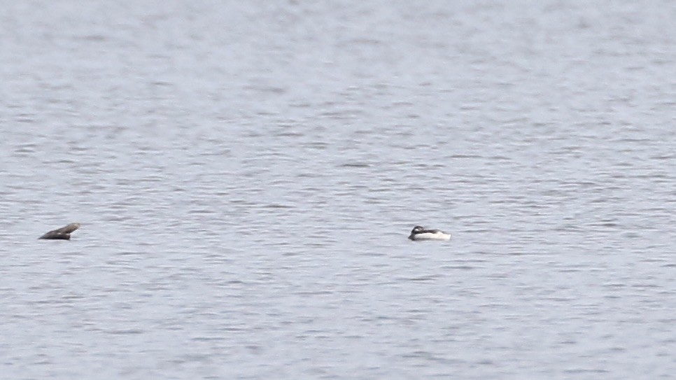 Long-tailed Duck - ML621141352