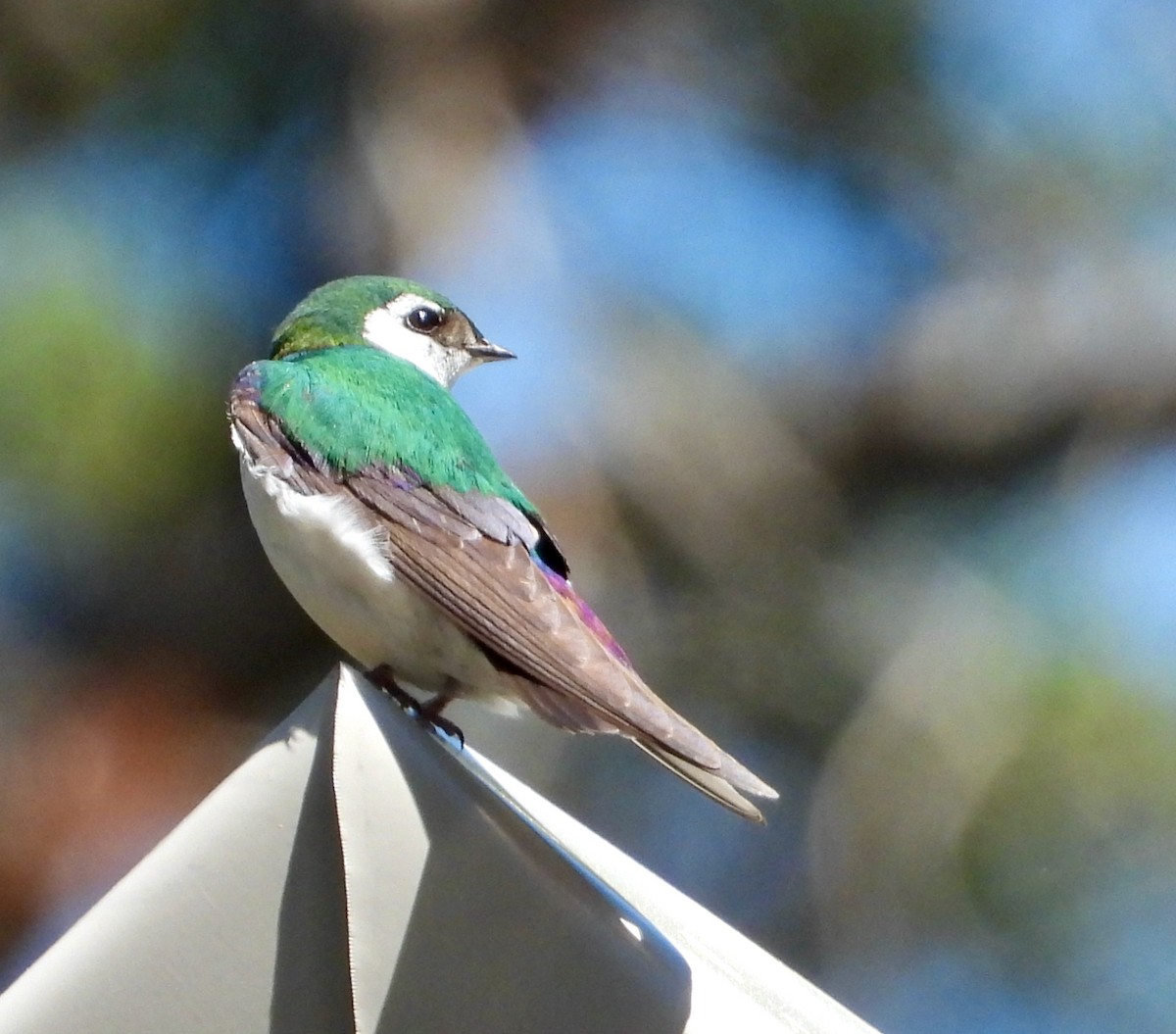 Violet-green Swallow - ML621141359