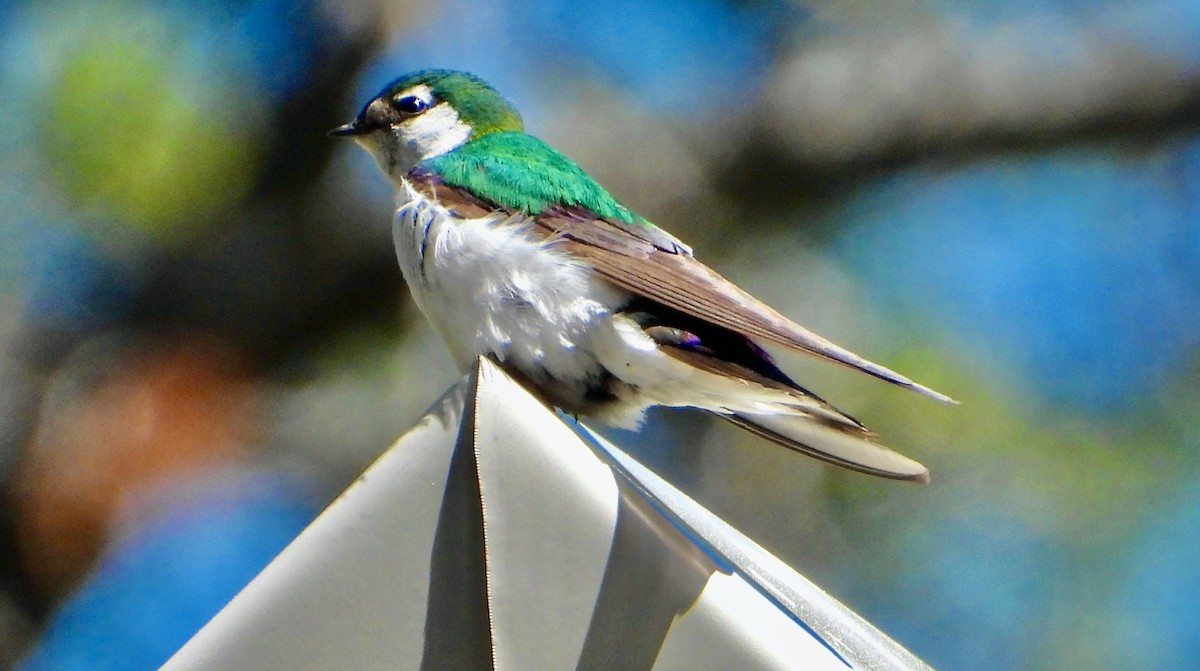 Violet-green Swallow - ML621141363