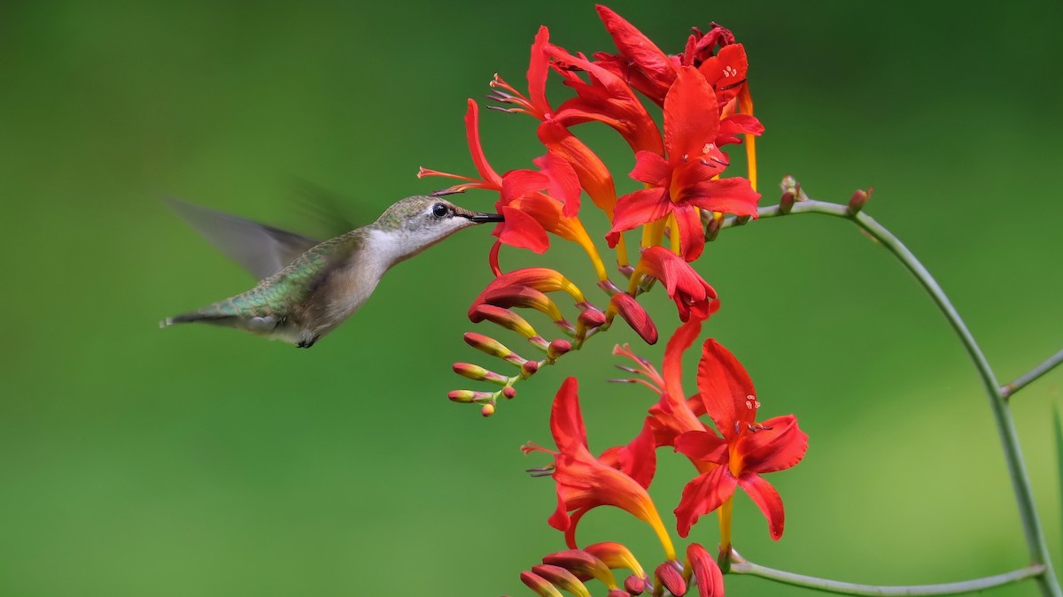 Ruby-throated Hummingbird - ML621141369