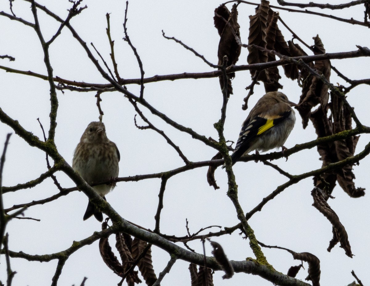 European Goldfinch - ML621141381